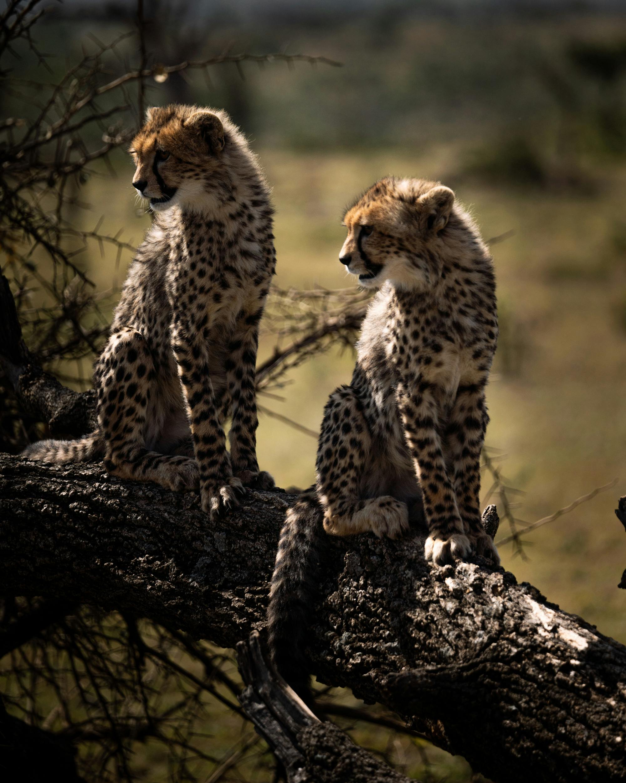 Kuno Cheetah Safari Packages by Kuno Saniya Travels