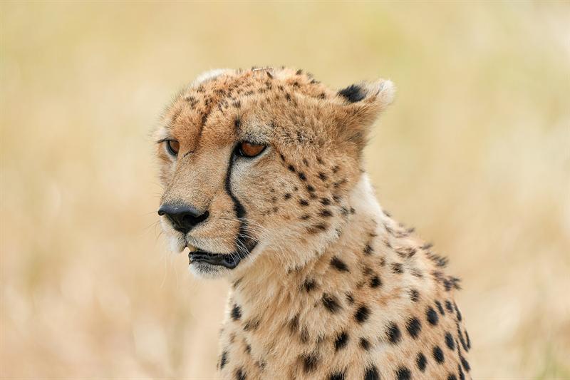 Close-up of a cheetah