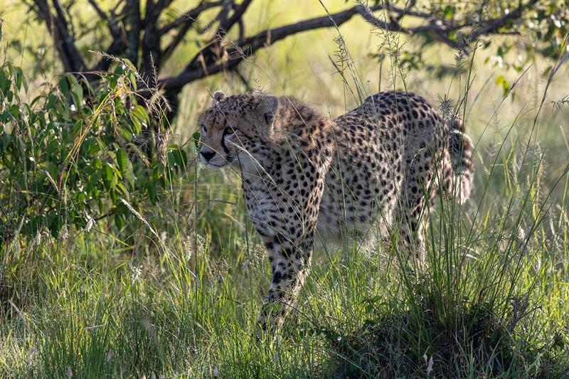 Cheetah Safari with Sheopur Pickup & Drop at Kuno National Park