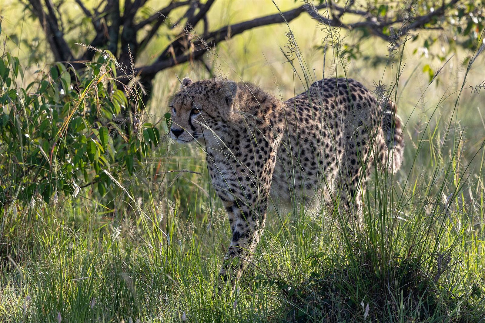 Cheetah walking through tall grass