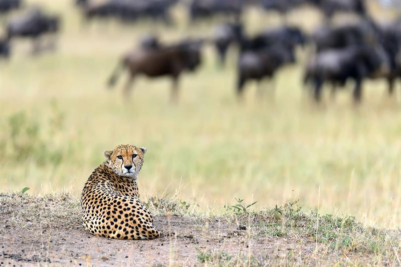 Cheetah resting in open grassland