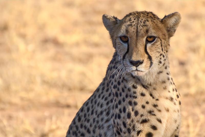 Cheetahs — wildlife at Kuno National Park
