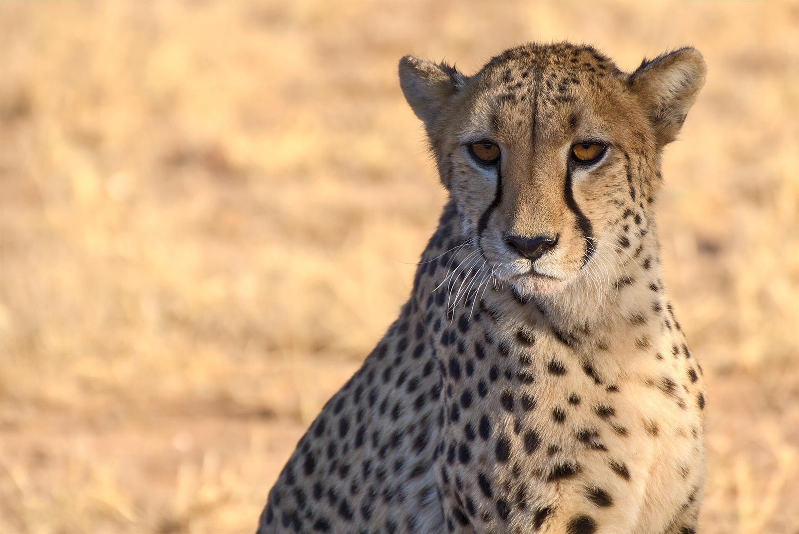 Cheetah sitting and watching
