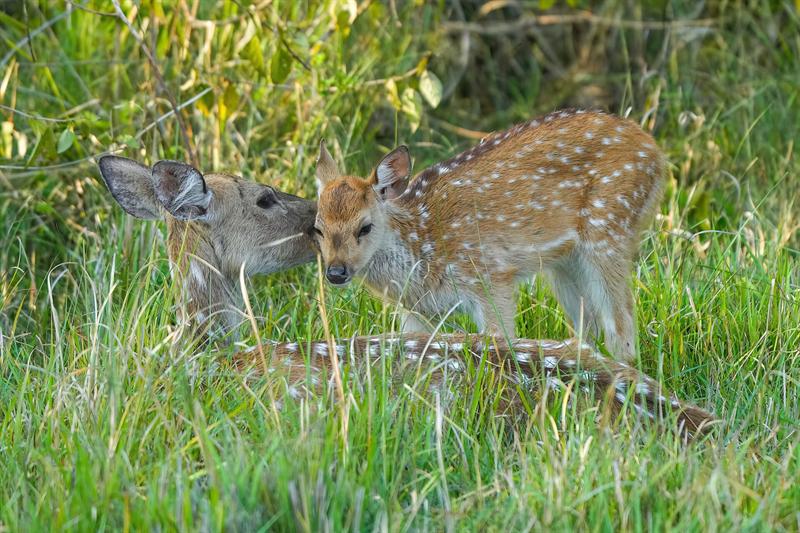 Spotted deer mother grooming her fawn