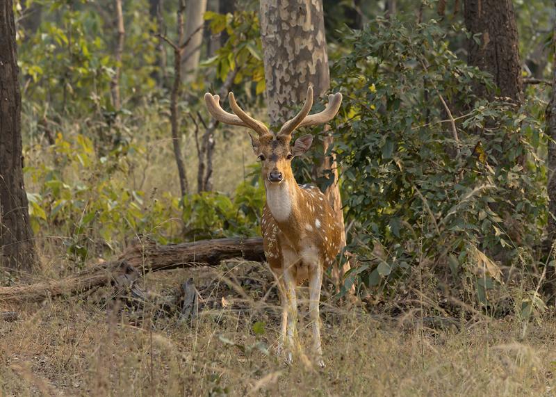 Spotted deer in a Madhya Pradesh forest