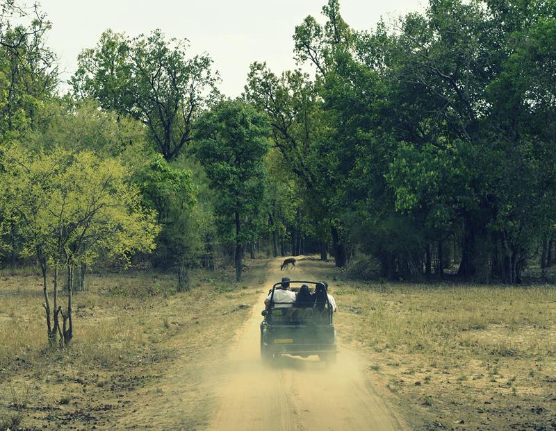 Cheetah Safari from Tiktoli Gate at Kuno National Park
