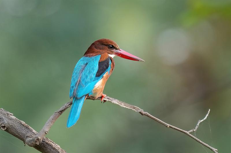 White-throated kingfisher on a branch