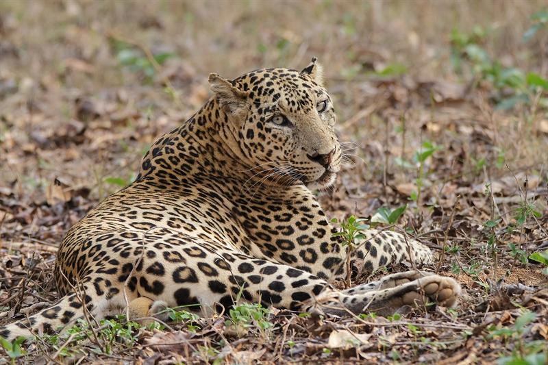 Leopards — wildlife at Kuno National Park