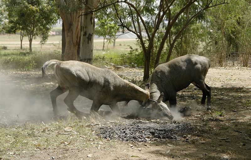 Nilgai — wildlife at Kuno National Park