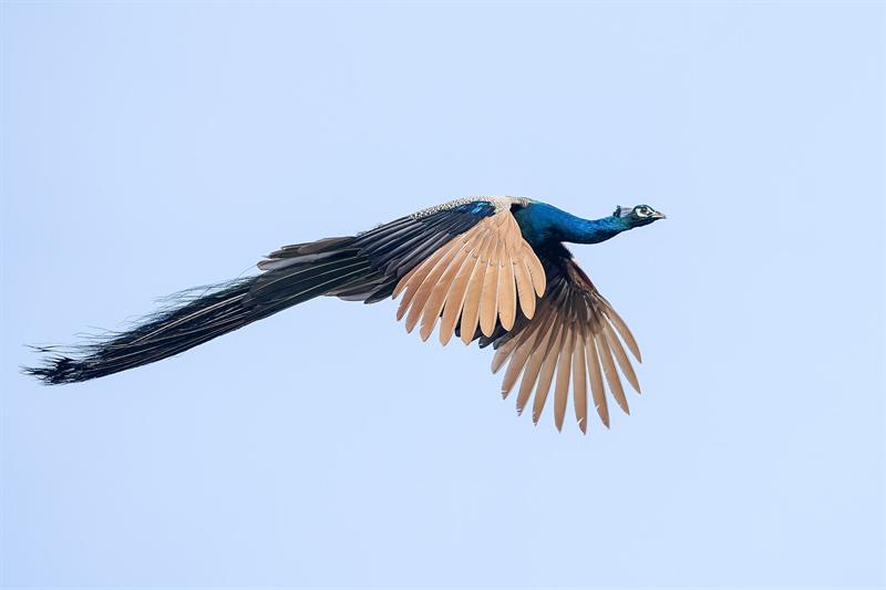 Peacock in flight