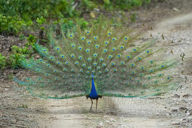 Birds — wildlife at Kuno National Park