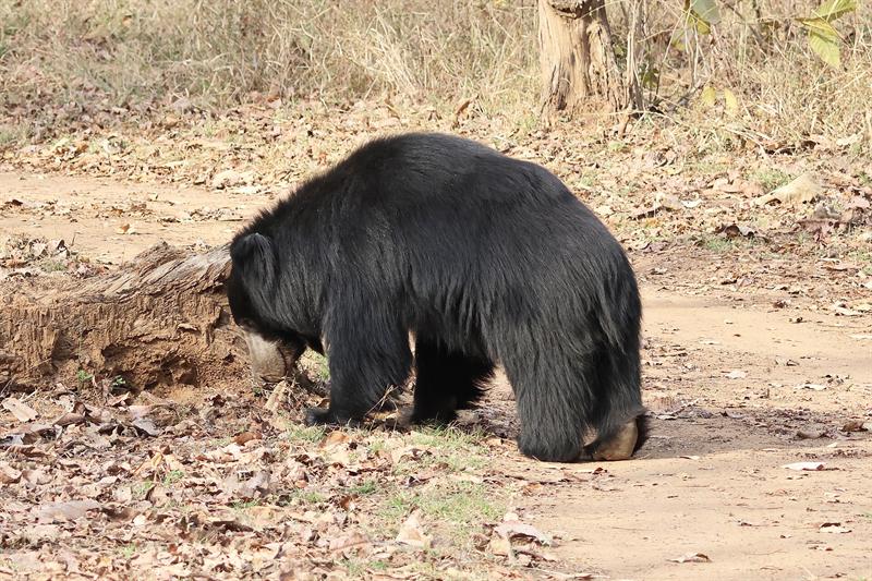 Sloth Bears — wildlife at Kuno National Park