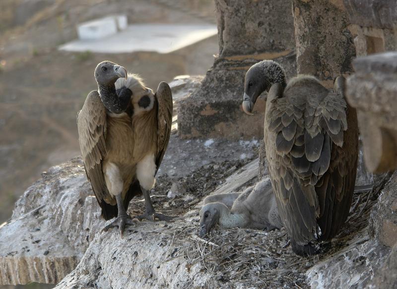 Vultures nesting at Orchha, Madhya Pradesh