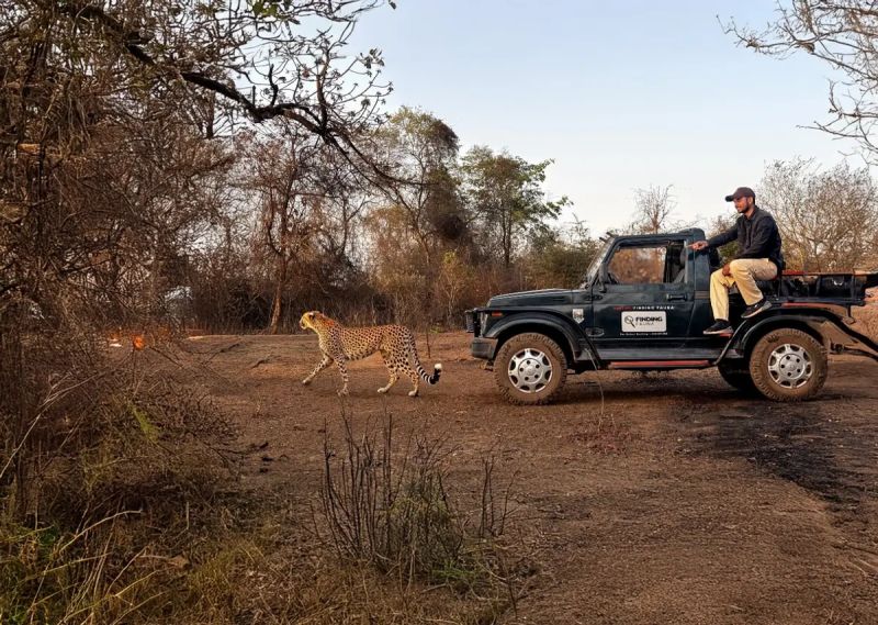 Cheetah safari
