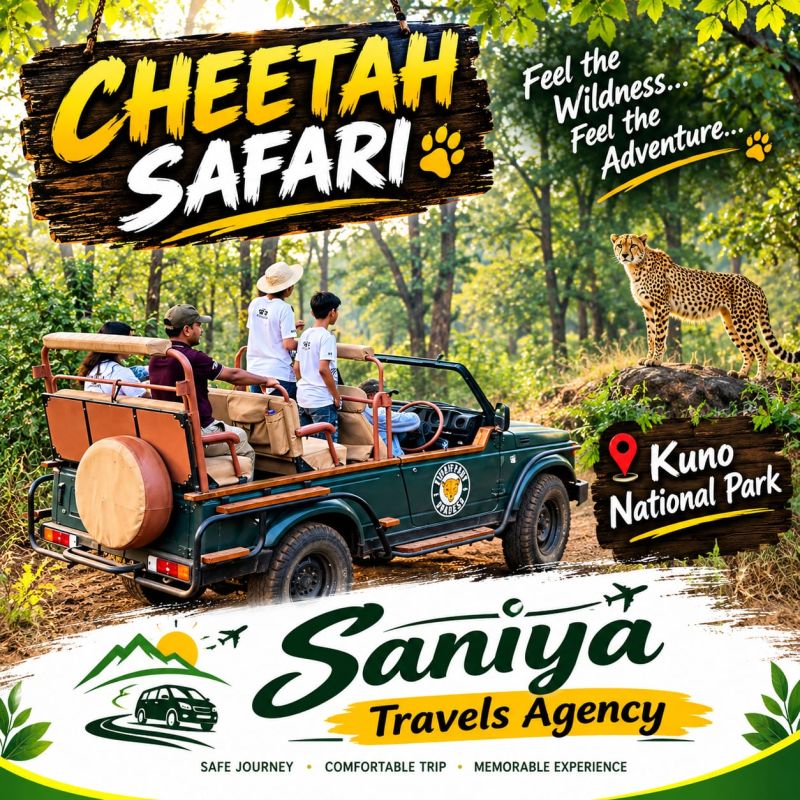cheetah safari