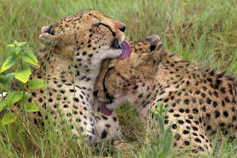 Two Kuno Cheetahs Get a New Home in Veerangana Durgavati Tiger Reserve