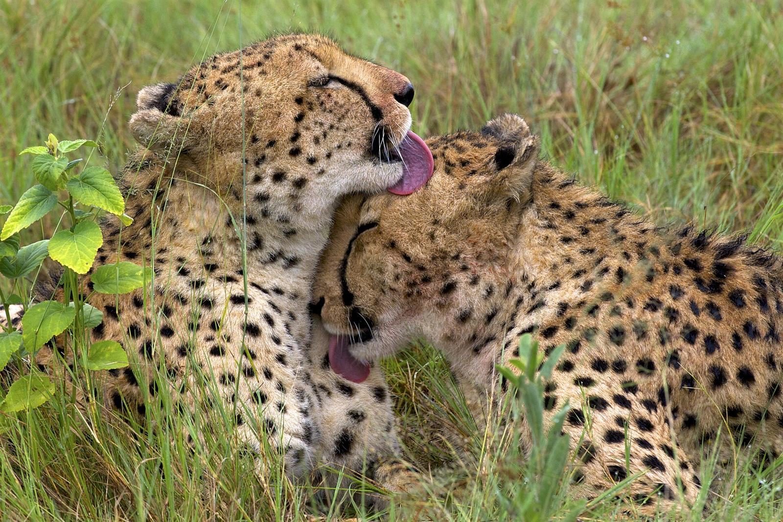 Two Kuno Cheetahs Get a New Home in Veerangana Durgavati Tiger Reserve